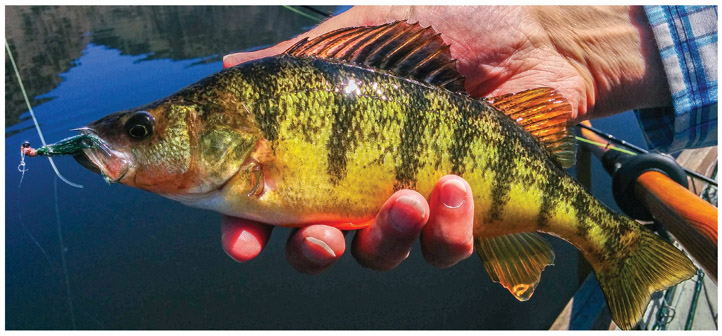 A yellow perch Bonus Tip Fish Dont Like Meeting Expectations Fish often - photo 11