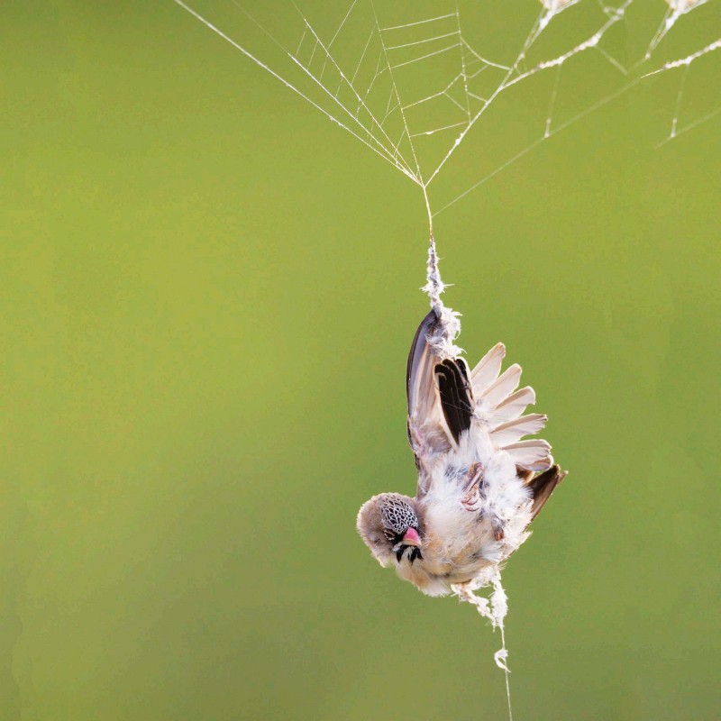 THIS BIRD GOT CAUGHT IN A SPIDER WEB THE WEB-SPINNING ADAPTATION HAS HELPED - photo 7