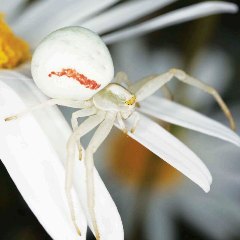 C HINDI MIGHT HAVE LOOKED MUCH LIKE THIS CRAB SPIDER SPIDER VISION A spider - photo 9