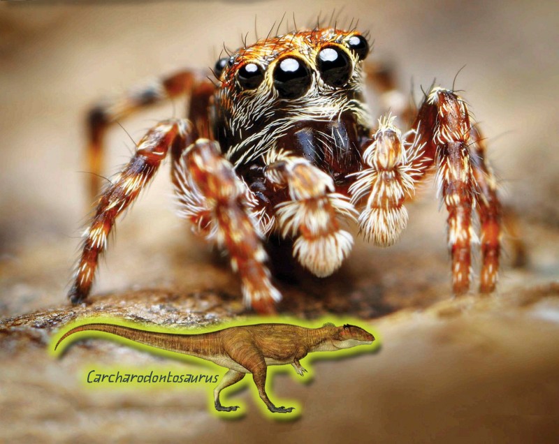 MOST SPIDERS HAVE POOR EYESIGHT HOWEVER THEY HAVE SPECIAL LEGS THAT CAN SENSE - photo 10