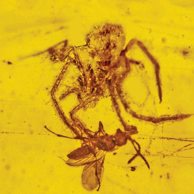 THIS FOSSIL SHOWING A SPIDER ATTACKING A WASP IS OVER 100 MILLION YEARS OLD - photo 3