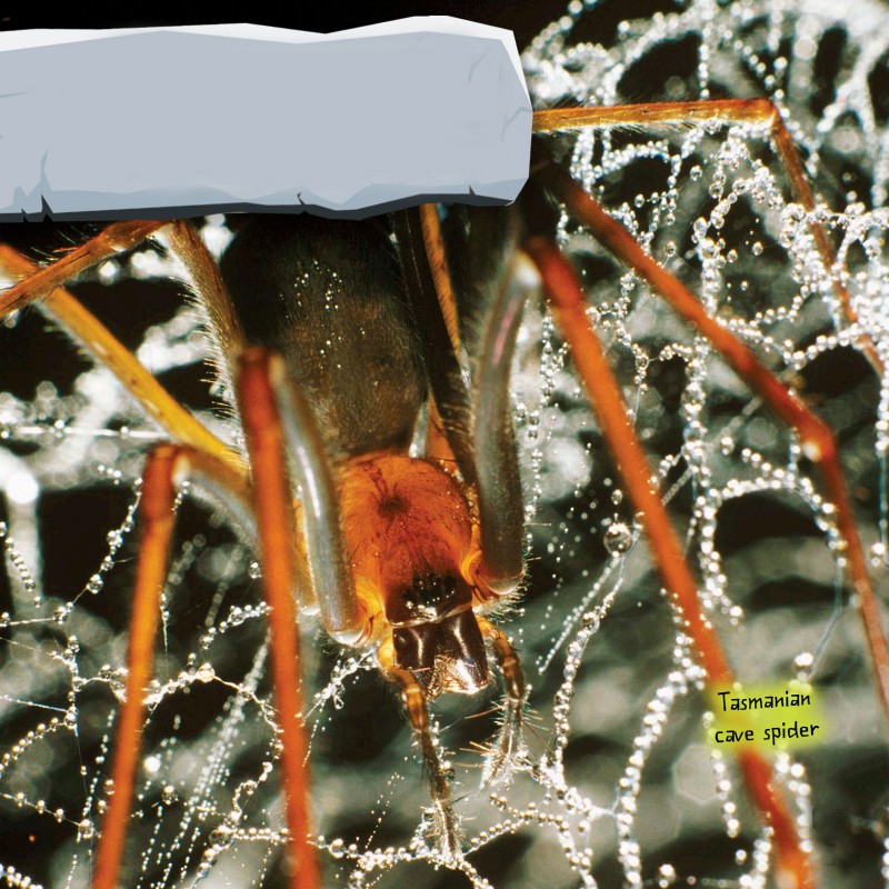 SPIDER SILK IS THE STRONGEST MATERIAL MADE BY A LIVING THING THERE ARE AT - photo 5