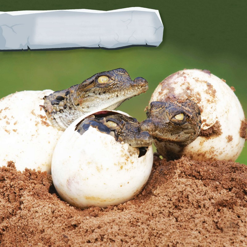 A MOTHER CROCODILE BUILDS A NEST TO LAY HER EGGS IN THE OF THE NEST DECIDES IF - photo 8