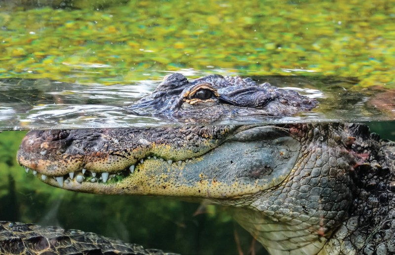 CROCODILES HAVE GREAT HEARING AND AN EXCELLENT SENSE OF SMELL THEY CAN ALSO - photo 10