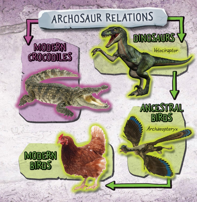 ARCHOSAURS AHR-KUH-SAWRZ WERE A GROUP OF ANIMALS THAT APPEARED AROUND 250 - photo 3