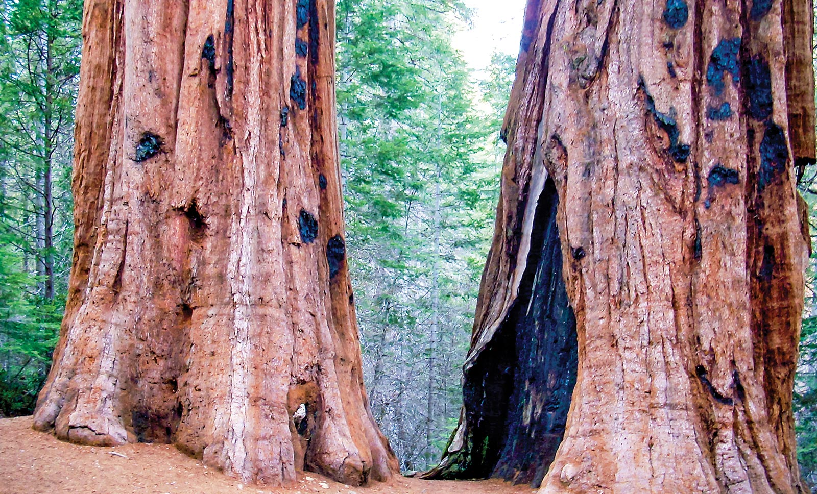 Tuolumne Grove of Giant Sequoias If you choose to visit Yosemite - photo 16