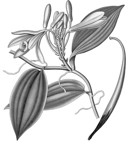 Vanilla Orchids Natural History and Cultivation - image 1