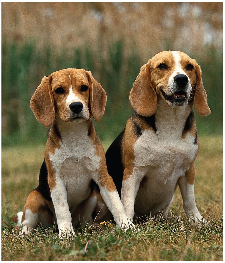 Meet other Beagle owners just like you On our Beagle forums you can chat - photo 4