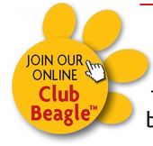 Meet other Beagle owners just like you On our Beagle forums you can chat - photo 5