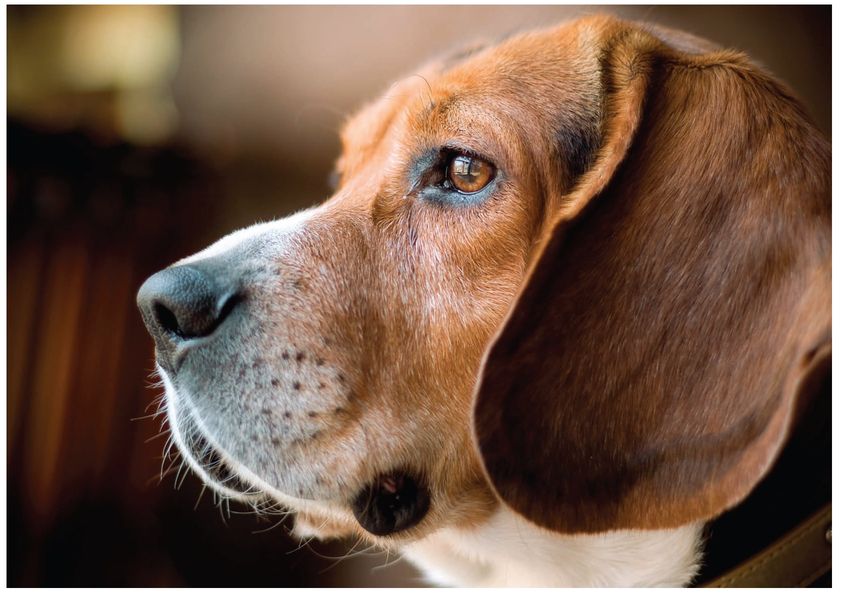 Beagles are a breed built around a nose Most Beagle owners soon learn that - photo 6