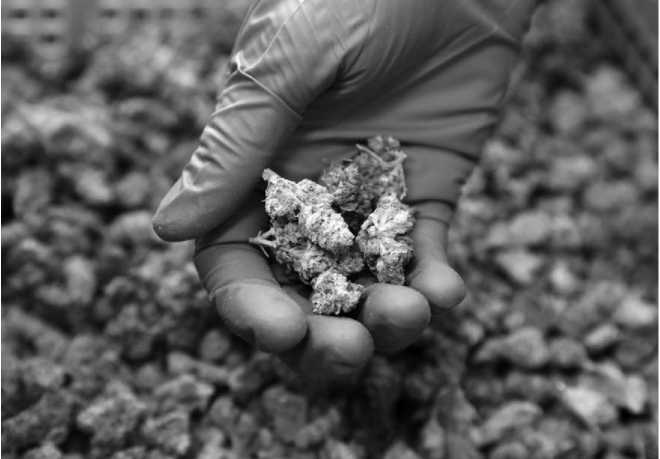 JIM WILSONTHE NEW YORK TIMES The flowering buds of the cannabis plant are - photo 3