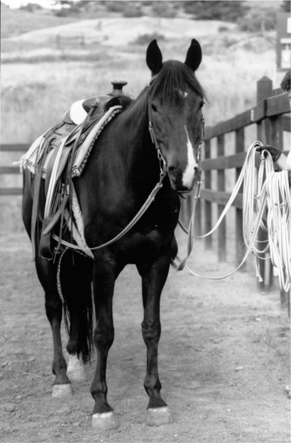 One of the first things a horse must become accustomed to is people approaching - photo 4