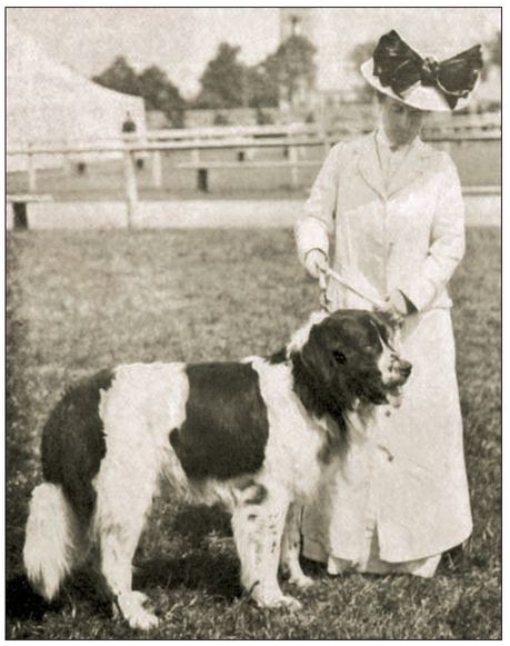 The first documented record of a breed resembling the Newfoundland can be found - photo 8