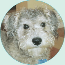 Schnoodles possess oodles of charm and intelligencea true designer-dog dream - photo 5