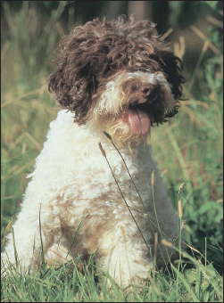 The Lagotto Romagnolo is a modern-day Truffle Dog developed from water dogs in - photo 7