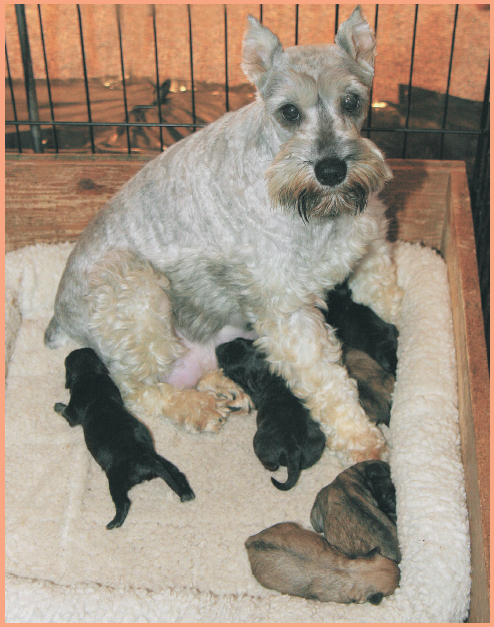 Combining the best of two much-loved breedsinto one irresistible Schnoodle - photo 9