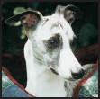 Become acquainted with the wonderful personality of the Whippet a lovely - photo 4