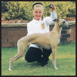 Learn the requirements of a well-bred Whippet by studying the description of - photo 5