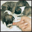 Find out about how to locate a well-bred Whippet puppy Discover which - photo 6