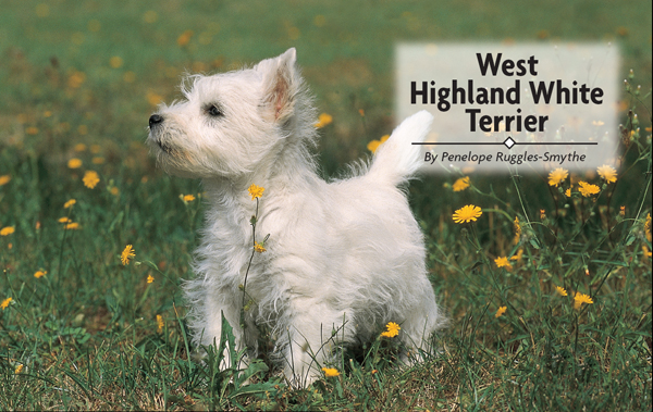 Contents Unearth the origins of Scotlands unique white terrier meet the - photo 2