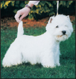 Learn the requirements of a well-bred West Highland White Terrier by studying - photo 5