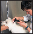 Learn how to select a qualified veterinarian and care for your dog at all - photo 9