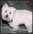 Consider the care of your senior West Highland White Terrier including the - photo 10