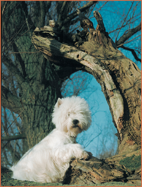 The early forebears of our West Highland White Terriers from Scotland were in - photo 12