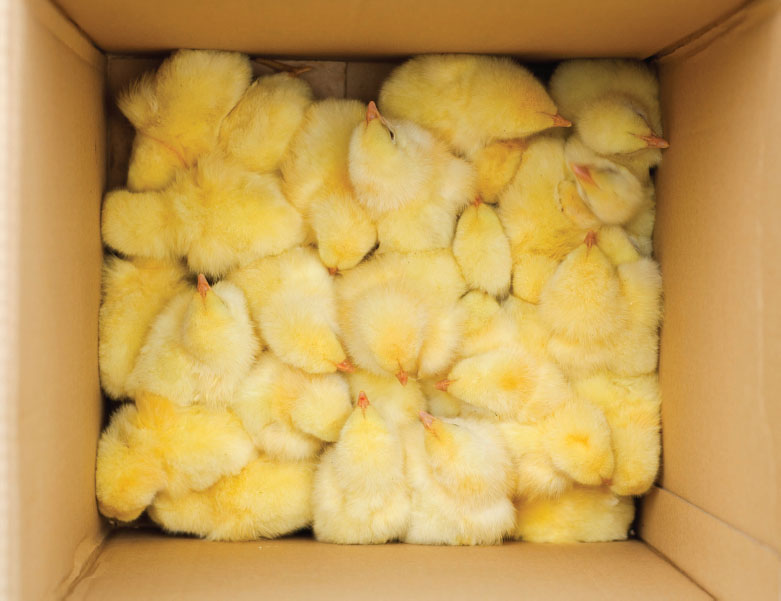 Few things are cuter than a box full of peeps but these fuzzy little guys will - photo 4