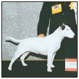 Learn the requirements of a well-bred Miniature Bull Terrier by studying the - photo 4