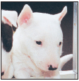 Find out about how to locate a well-bred Miniature Bull Terrier puppy Discover - photo 5