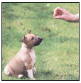 Begin with the basics of training the puppy and adult dog Learn the principles - photo 7