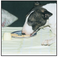 Analyze the canine mind to understand what makes your Miniature Bull Terrier - photo 11