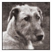 Explore the colorful past of the noble Wolfhound of Ireland from the heroic - photo 3