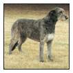 Learn the requirements of a well-bred Irish Wolfhound by studying the - photo 5