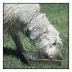 Cover the specifics of taking care of your Irish Wolfhound every day feeding - photo 7