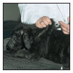 By Lowell Ackerman DVM DACVD Become your dogs healthcare advocate and a - photo 9