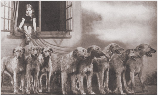 The Irish Wolfhound has a rich history in the UK Mrs I H Barr from Dorking - photo 12