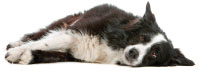 Border Collie a Smart Owners Guide ISBN 978-1-593787-82-0 2012 eISBN - photo 4