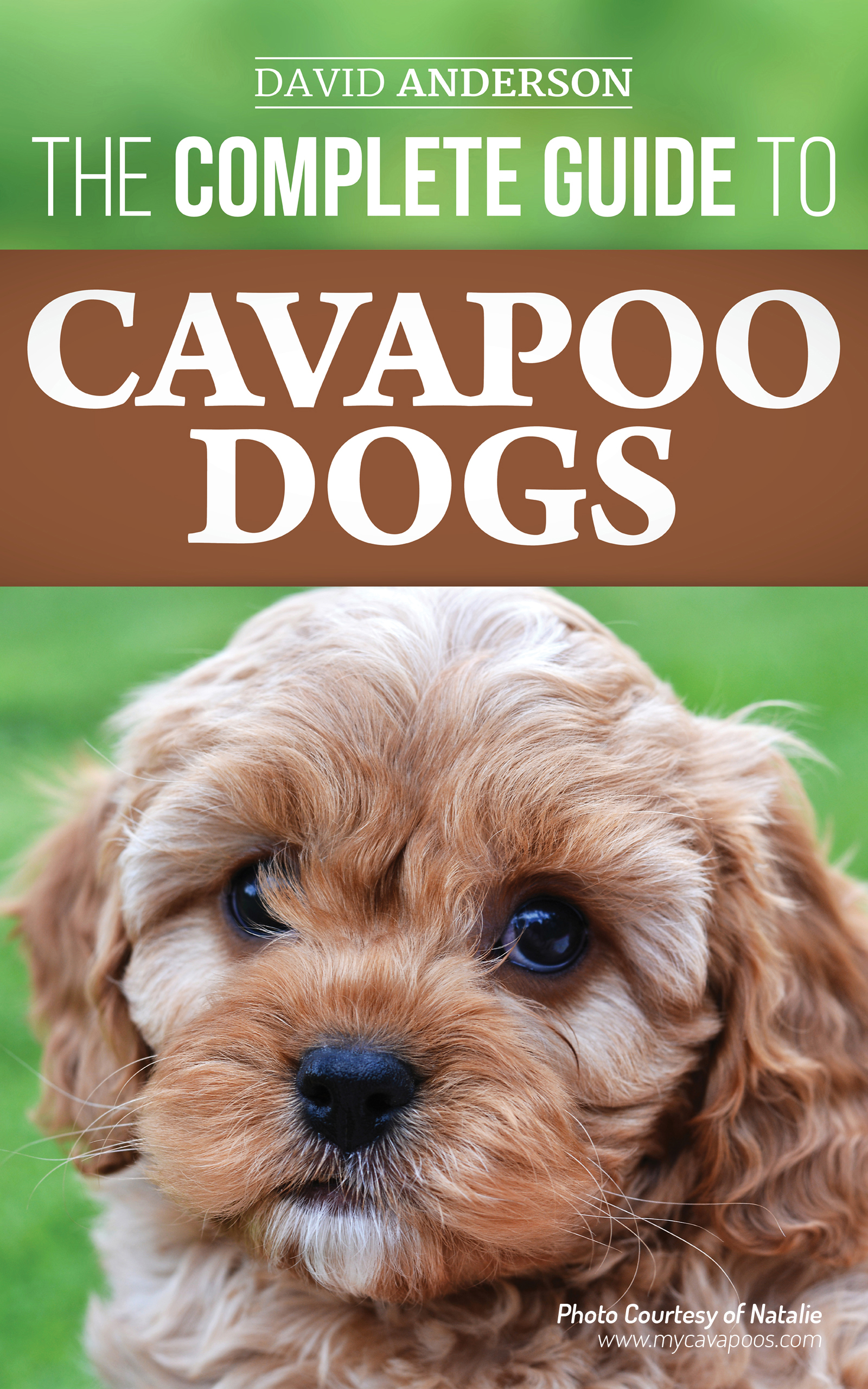 The Complete Guide to Cavapoo Dogs Everything You Need to Know to Sucessfully - photo 1