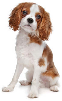 Cavalier King Charles Spaniel Overview AKC Group Toy Group Breed Size small - photo 5