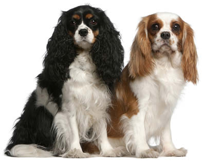 Though most Cavalier King Charles Spaniels are gentle and sweet they can - photo 4