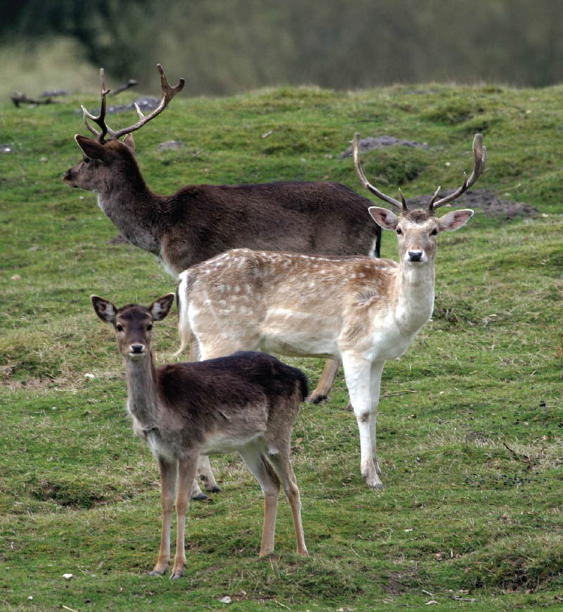 Deer Stalking and Management - image 2