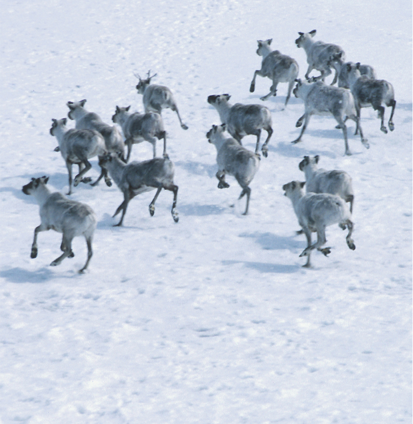 Image Credit 2011 Photos Reindeer migrate south of the Arctic in the winter - photo 5