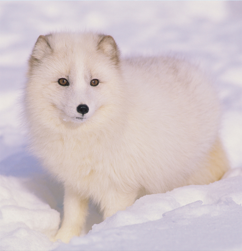 Image Credit 2011 Photos com The arctic fox like the polar bear spends its - photo 3