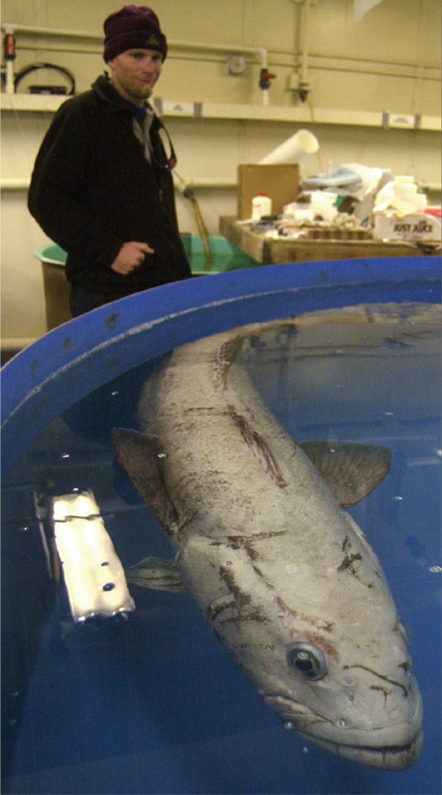 Image Credit Melanie Conner National Science Foundation The Antarctic cod - photo 4