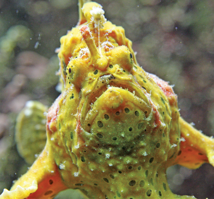 Image Credit Shutterstockcom This is a yellow anglerfish There are more than - photo 2