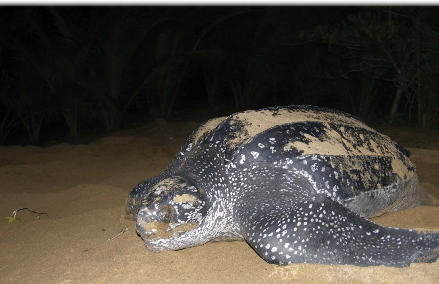 Leatherback Sea Turtle Jose and his team watch the 1000-pound 65-foot-long - photo 3