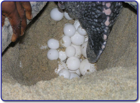 Female leatherback turtles lay a clutch of 80 to 85 fertile eggs They might - photo 4