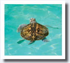 Kemps ridley turtle leatherback turtle loggerhead turtle - photo 7